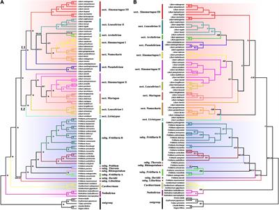 Phylogeny, Age, and Evolution of Tribe Lilieae (Liliaceae) Based on Whole Plastid Genomes